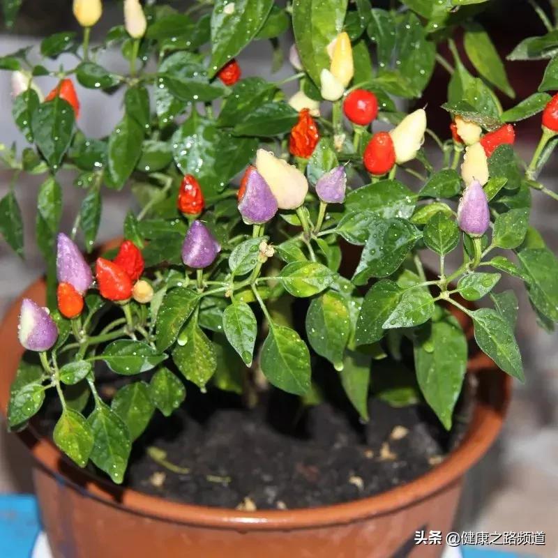 它是家中的天然良药，只要闻一闻大病小病全走光99%的人都不知道