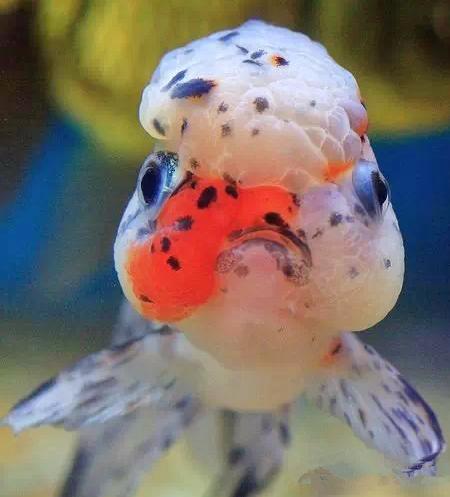 这些五彩斑斓的金鱼养眼又养心,最美的观赏金鱼值得一看