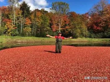 蔓越莓的秘密,蔓越莓小秘密大全