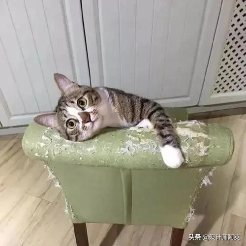 买沙发选乳胶还是海绵,买沙发买品牌好还是杂牌