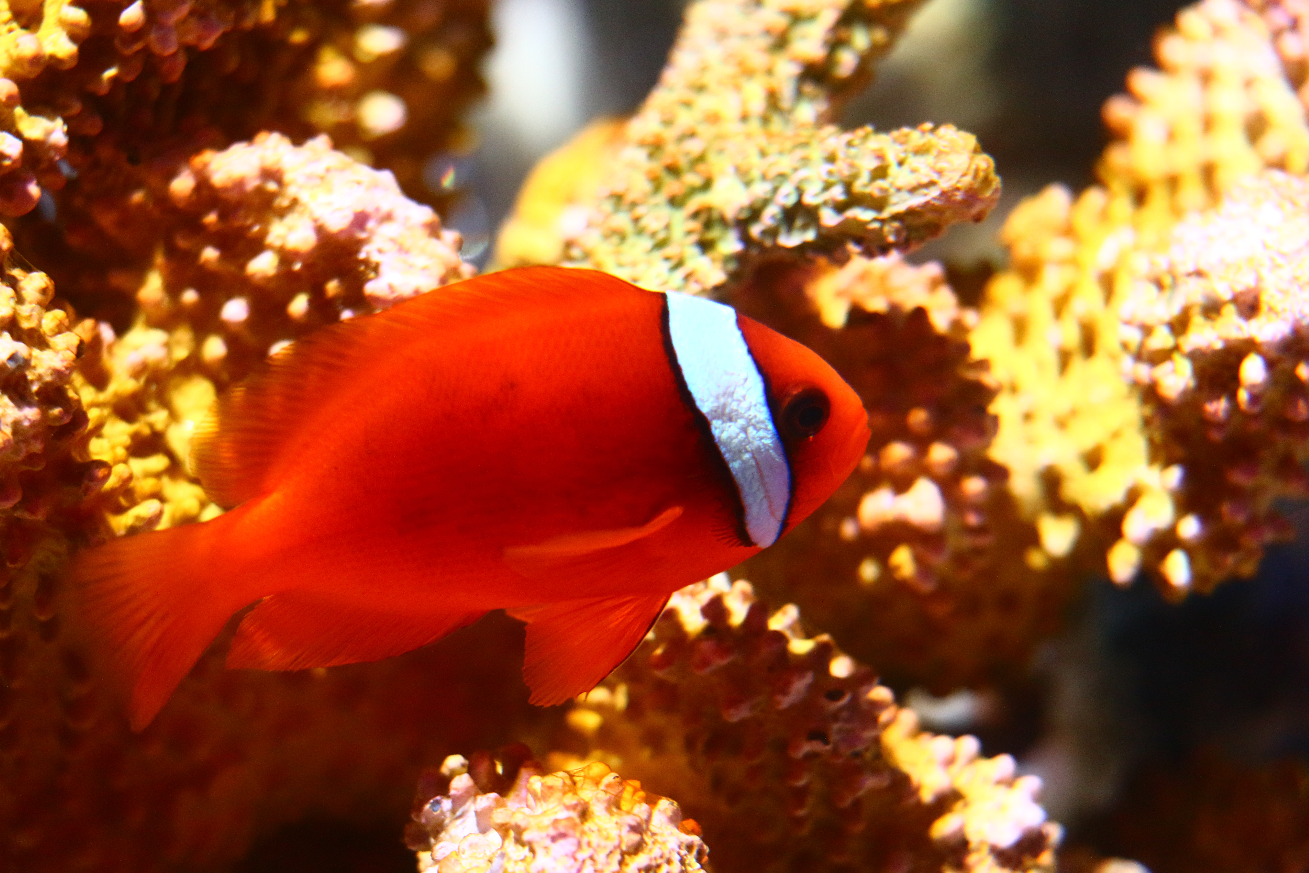 日本奈良自由行详细攻略,日本大阪京都自由行路线