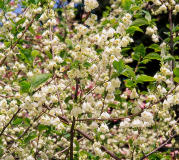适合花园的小型树木,适合自家花园种植的树木花卉
