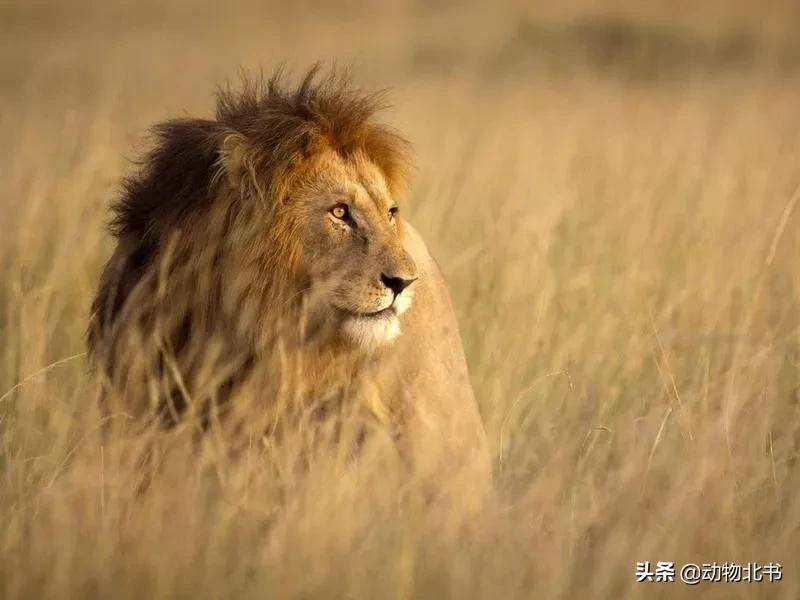 中国36个省份代表的动物,20种有代表性的动物