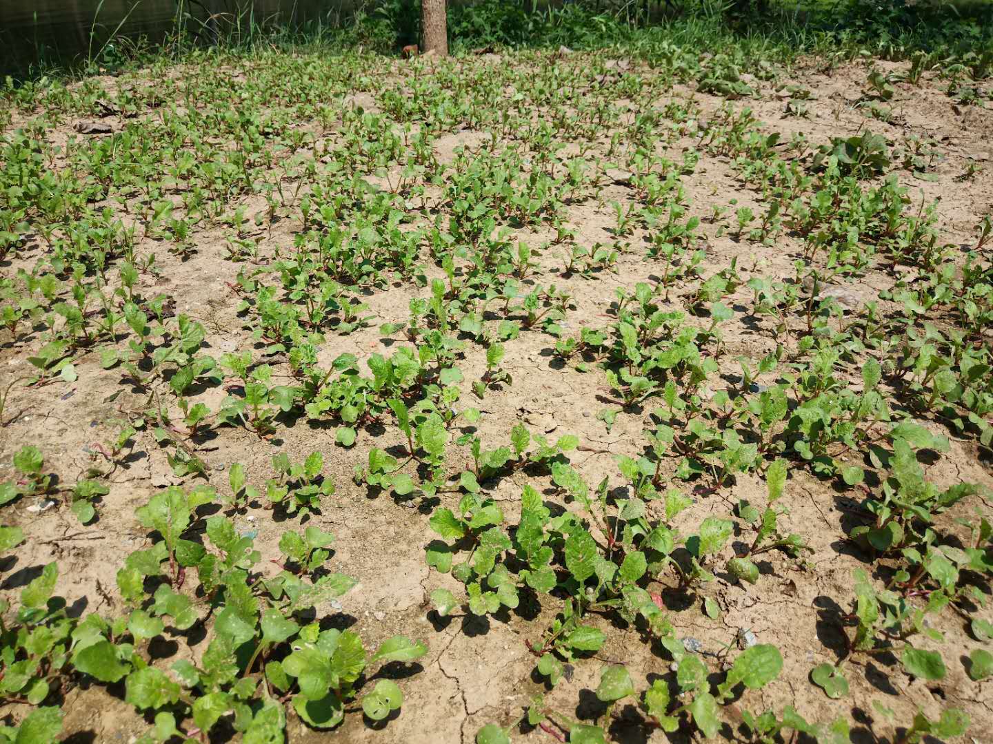 白菜心都被虫子吃了怎么治,白菜被虫子咬怎么治