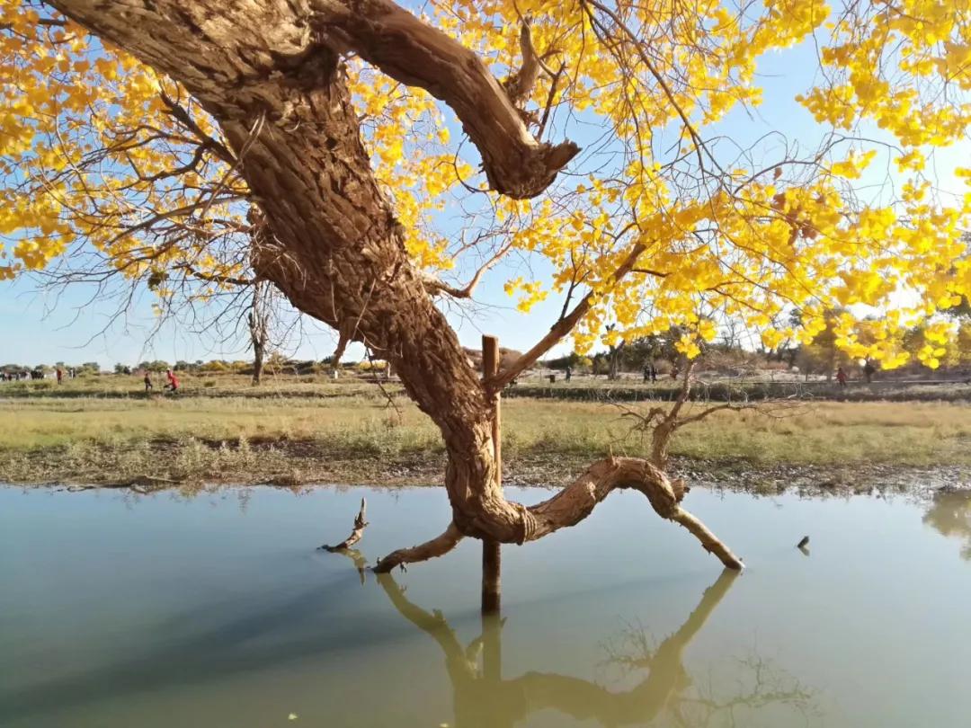 额济纳青年节旅游攻略,额济纳胡杨林旅游攻略