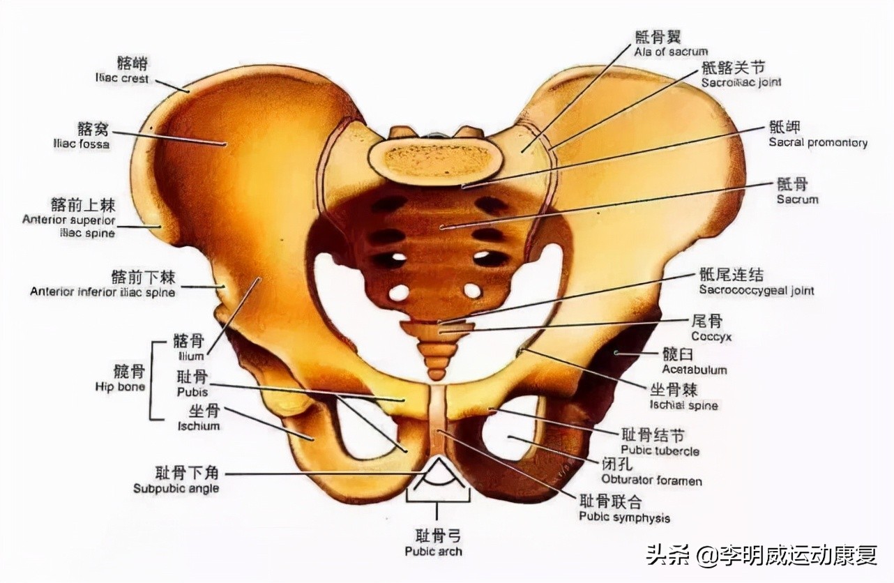 骨盆前倾骨盆不正怎么恢复,骨盆不正会造成什么后果