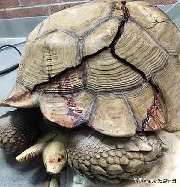 大乌龟从一米的地方摔下来有事吗,大乌龟从高处摔下壳裂出血会死吗