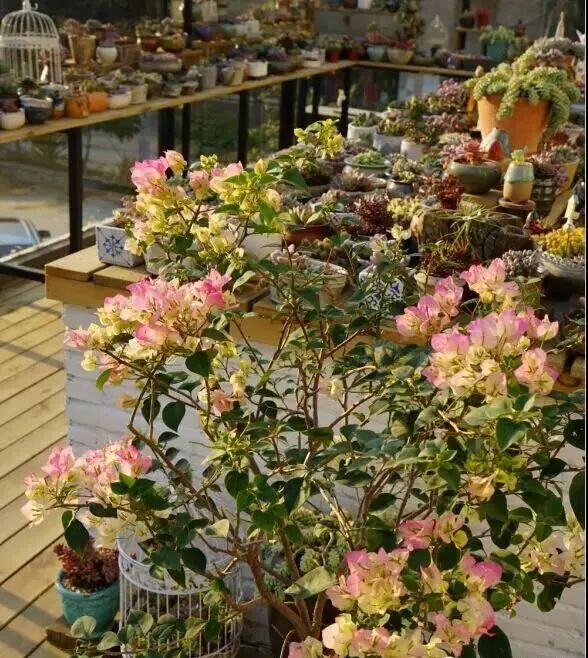 80后夫妻卖房来大理养30万盆多肉,80后夫妻卖房养多肉