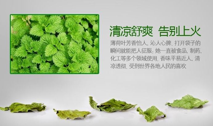 薄荷的作用和它的功效是什么,薄荷的简介及功效与作用有哪些