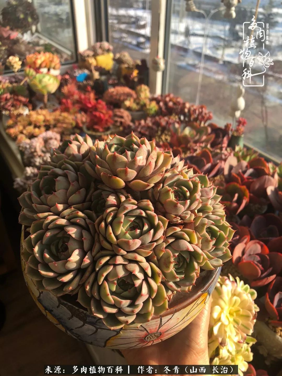 阳台养多肉徒长怎么办,阳台养多肉养殖方法和注意事项