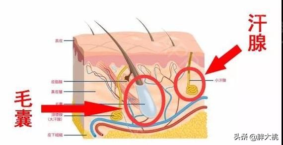 女性猕猴桃脱毛方法,怎样脱毛能让毛越脱越少