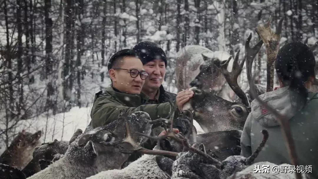敖鲁古雅原始部落驯鹿喂草,敖鲁古雅驯鹿旅行