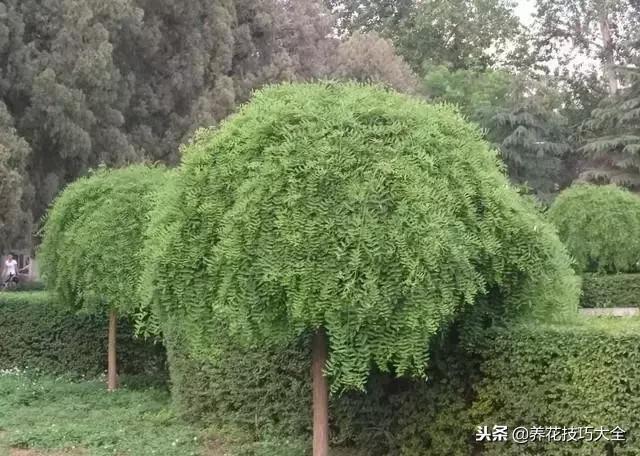 常见小区绿化100种植物图片,常见的水生植物有哪些种
