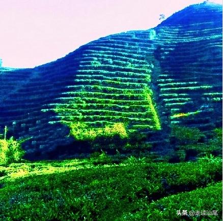 海丰公平西坑绿茶,海丰西坑茶叶