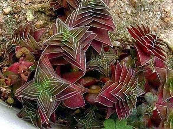 茜之塔养殖方法,茜之塔锦养护方法