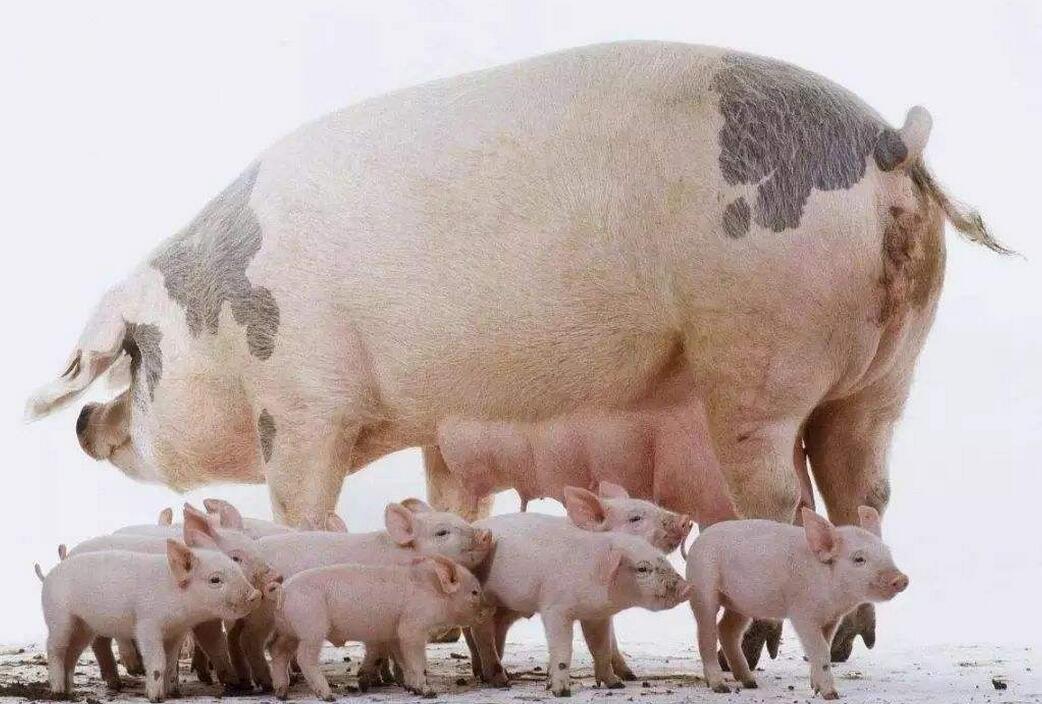 农村没人吃的母猪肉，有人专门收购，它到底有没有危害？