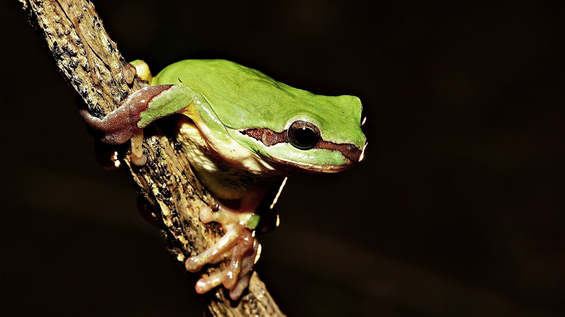 怎么区别林蛙蝌蚪和癞蛤蟆蝌蚪,林蛙蝌蚪变成林蛙的时候的过程