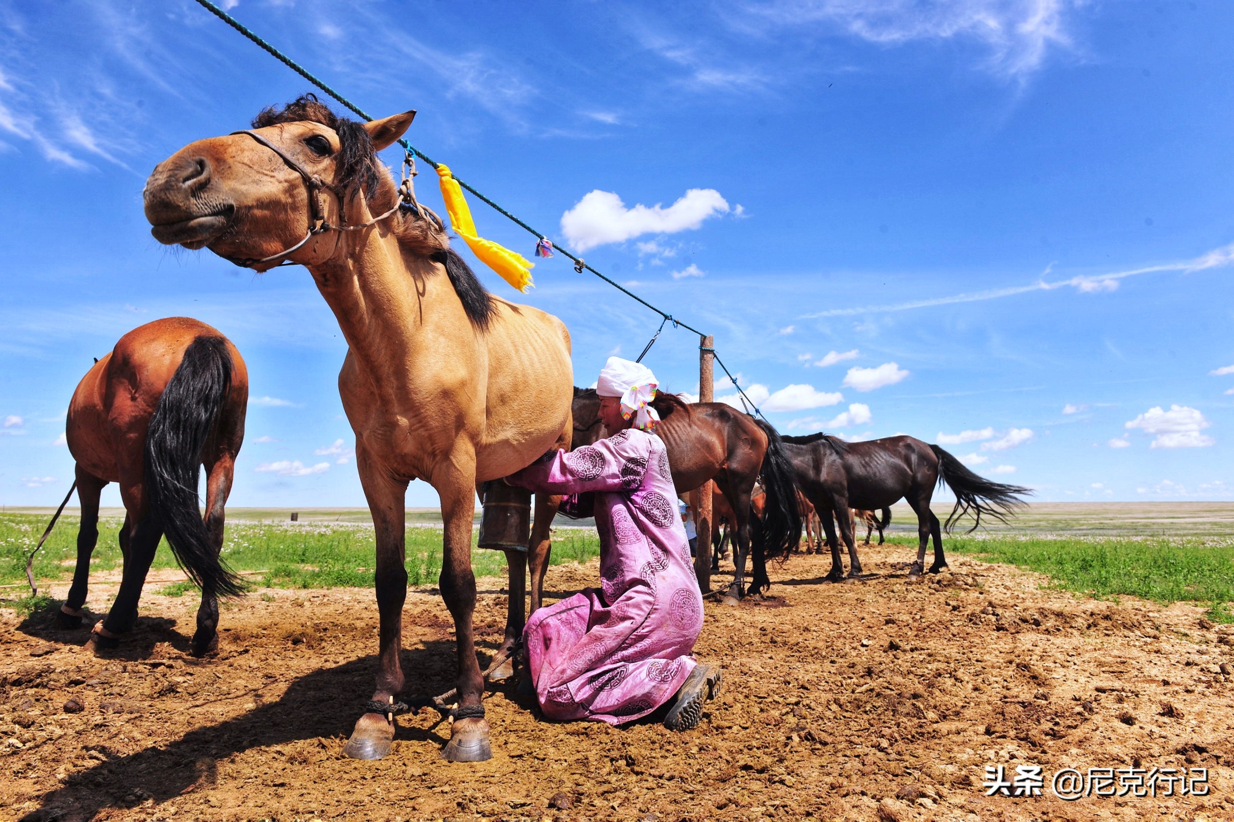 中蒙边境“五畜之家”，牛马羊驼价值500万，边境路用恐龙装饰