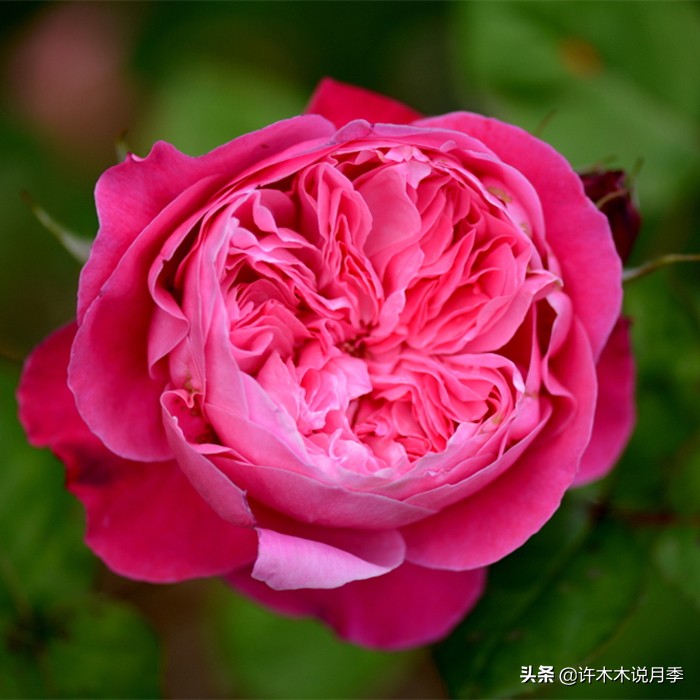 月季生病了可以不喷药自愈吗 (月季如何避免少生病)