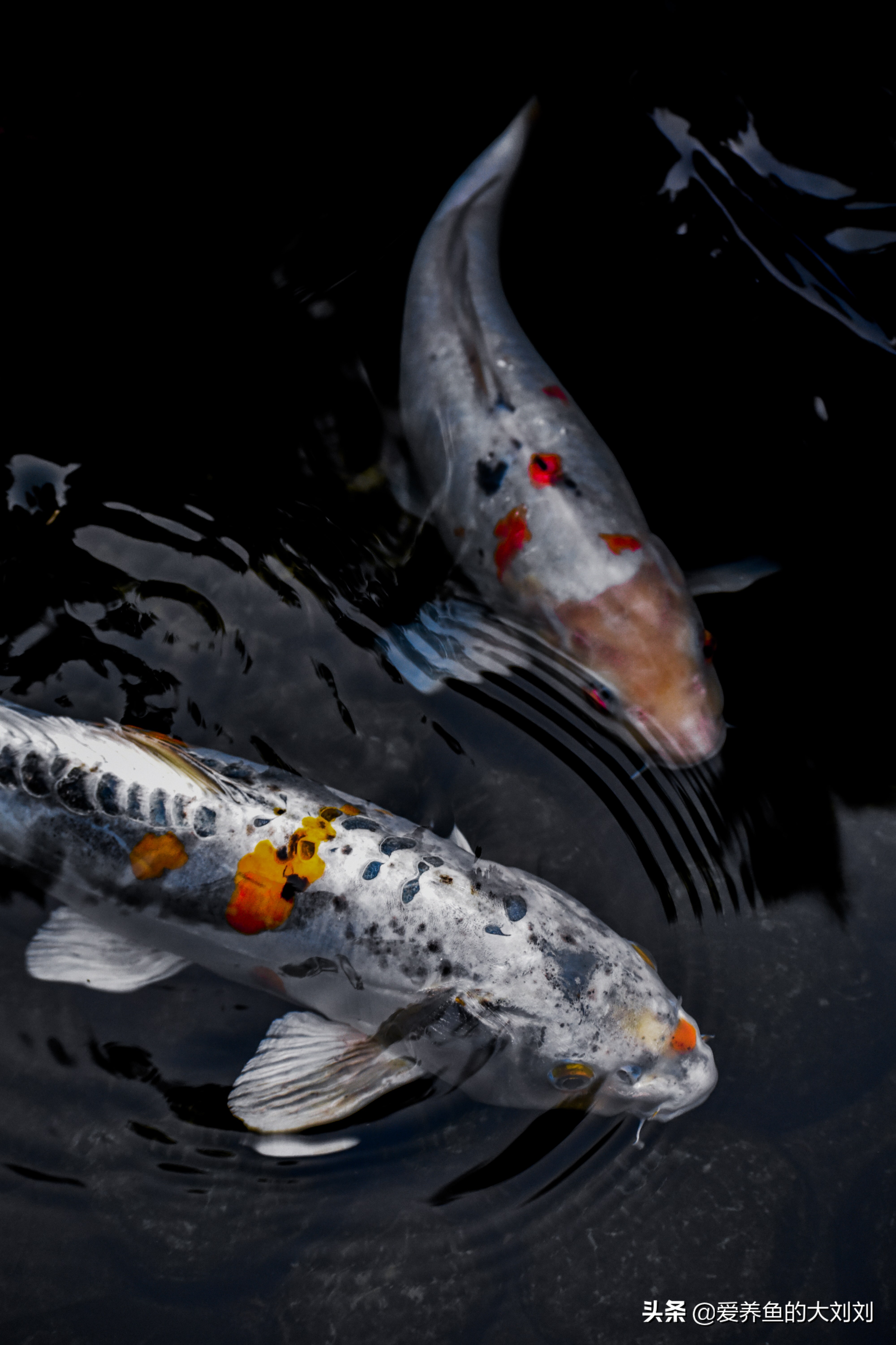 给锦鲤鱼喂菠菜用煮熟喂吗,锦鲤喂菠菜能增色吗