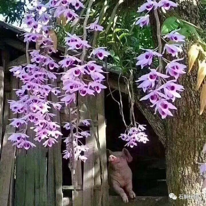 檀香石斛野生,檀香石斛兰麝香