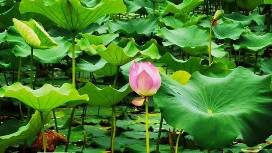 沈阳夏季赏荷旅游攻略,沈阳周边赏荷胜地