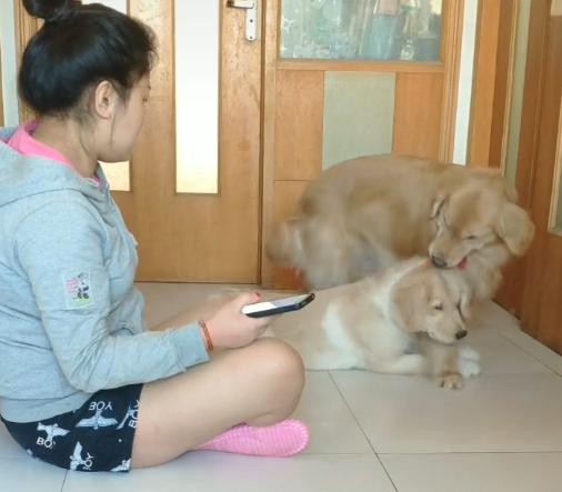 狗狗更爱主人还是幼崽,小狗狗知道主人爱它吗