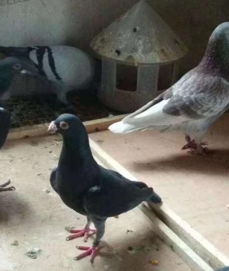 如何把过路鸽子引下来,怎么把鸽子变成一只信鸽