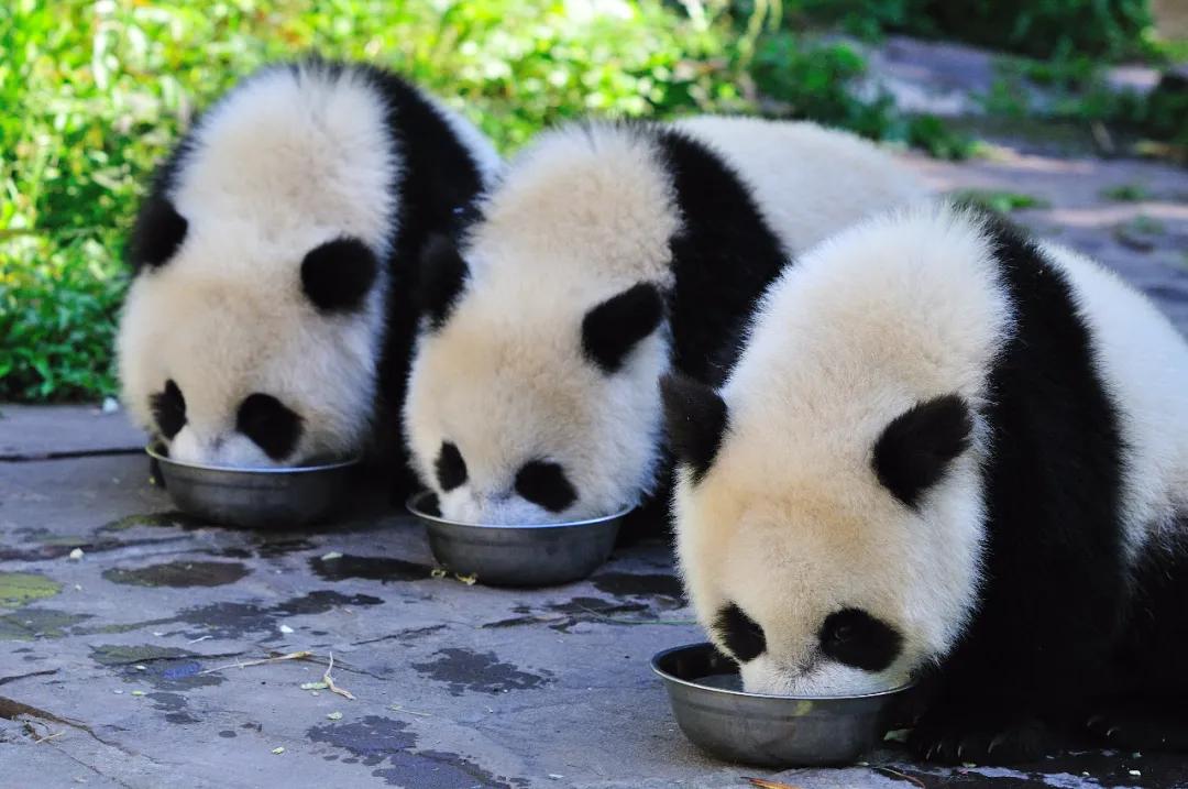 雅安这几天发生的车祸,这就是雅安原版