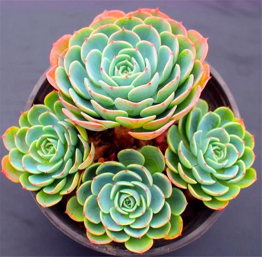 想把玉蝶养成多头老桩，这3点养护经验要知道，告别黑腐长得快