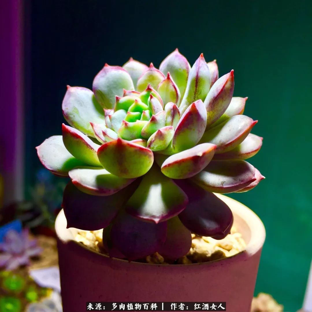 记录走过的美景留下美好的回忆,记录走过的每一段美好时光