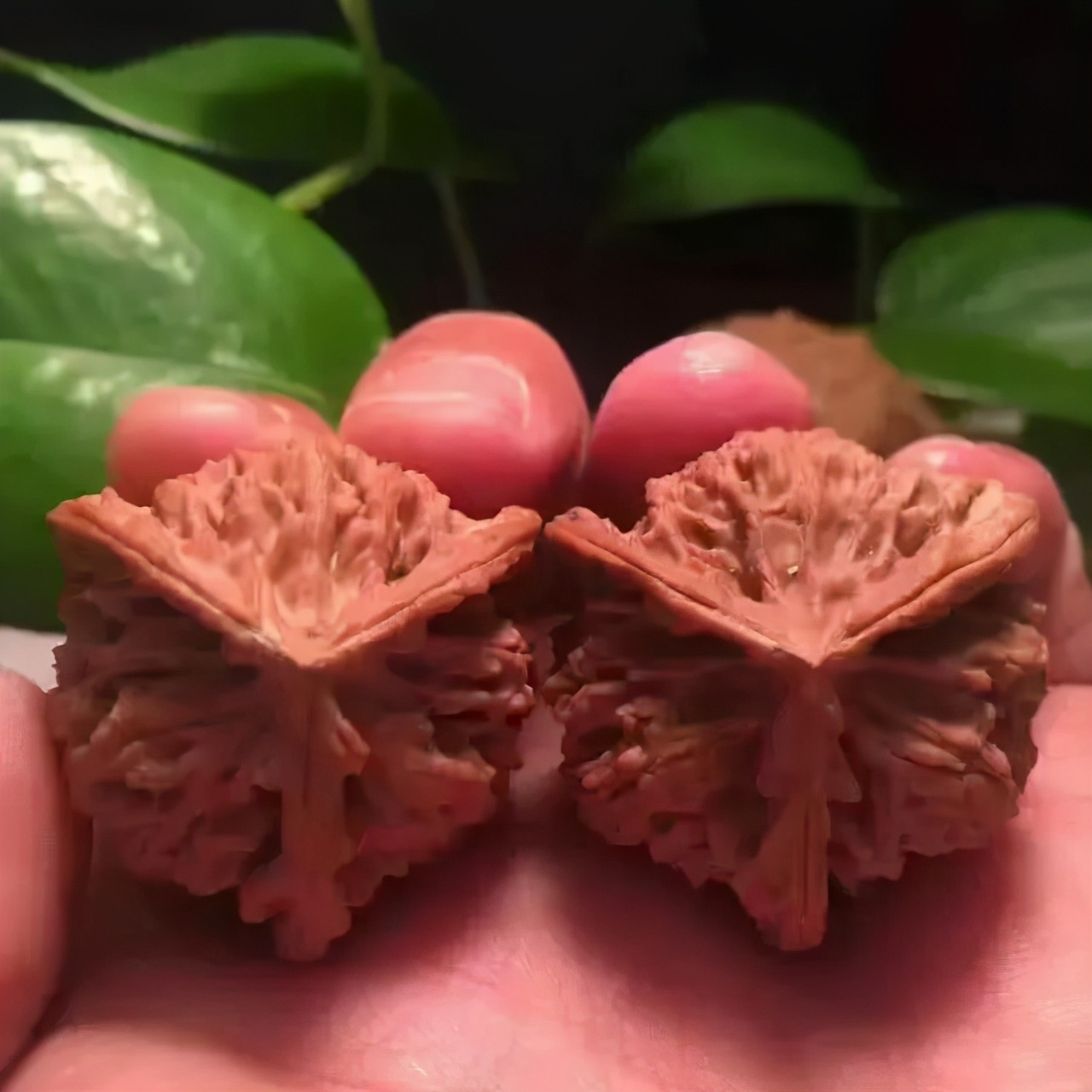 盘核桃如何快速上色,核桃上色最快的方法