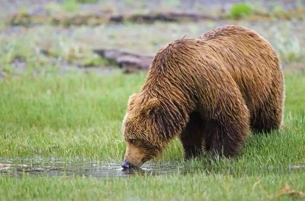为什么动物可以喝脏水,为什么野生动物喝酸的水不会生病
