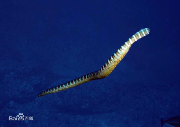 冷血精神病有感情吗,冷血精神病治疗