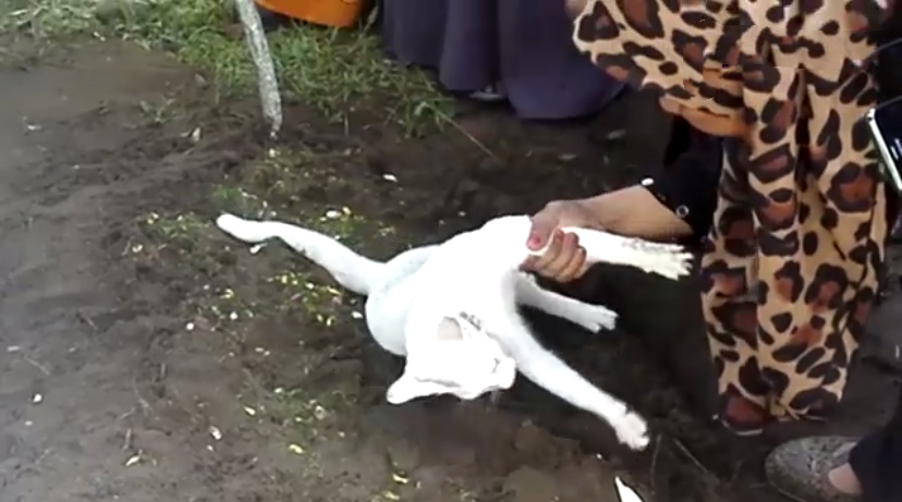 猫咪离世主人痛哭,猫咪不舍主人去世在坟前守了一年