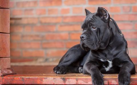 卡斯罗犬为什么不建议养,卡斯罗犬战斗力如何