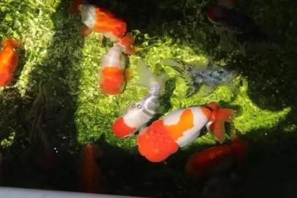 鱼缸温度达到多少度能去除绿水,鱼缸去除绿水最简单的办法