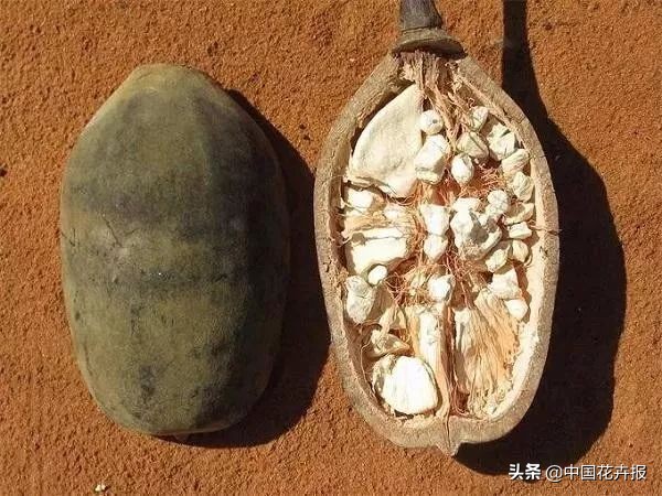 从小就觉得面包树上结的是“面包”？你只差一个亲眼看看的机会