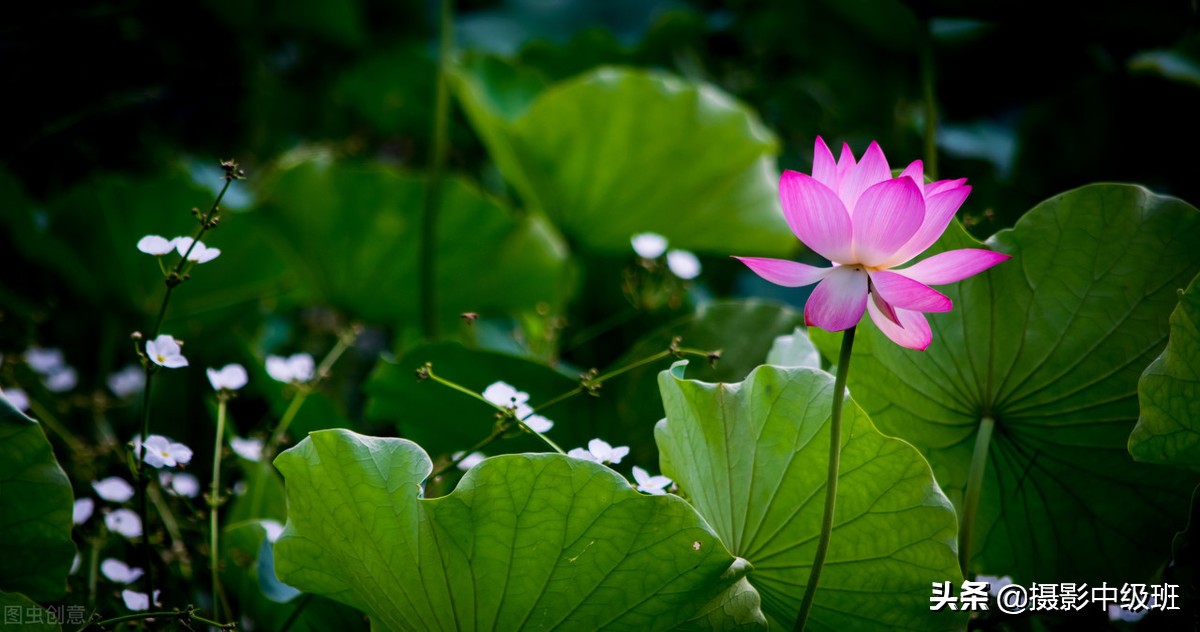 教你拍荷花的4个意境,怎么拍荷花拍照姿势大全
