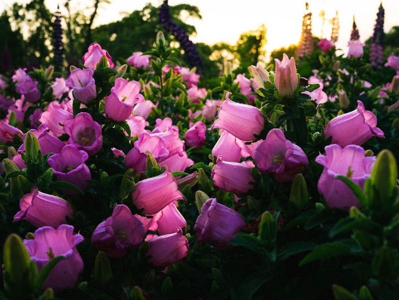 6种花开花时间,六种短命花