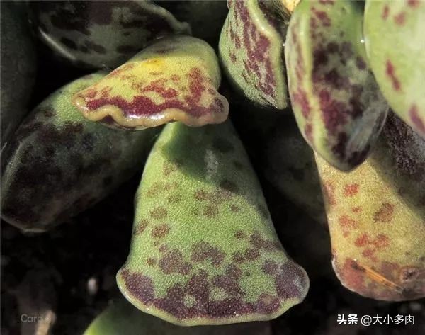 水泡海豹和粉海豹,水泡海豹种类大全大图