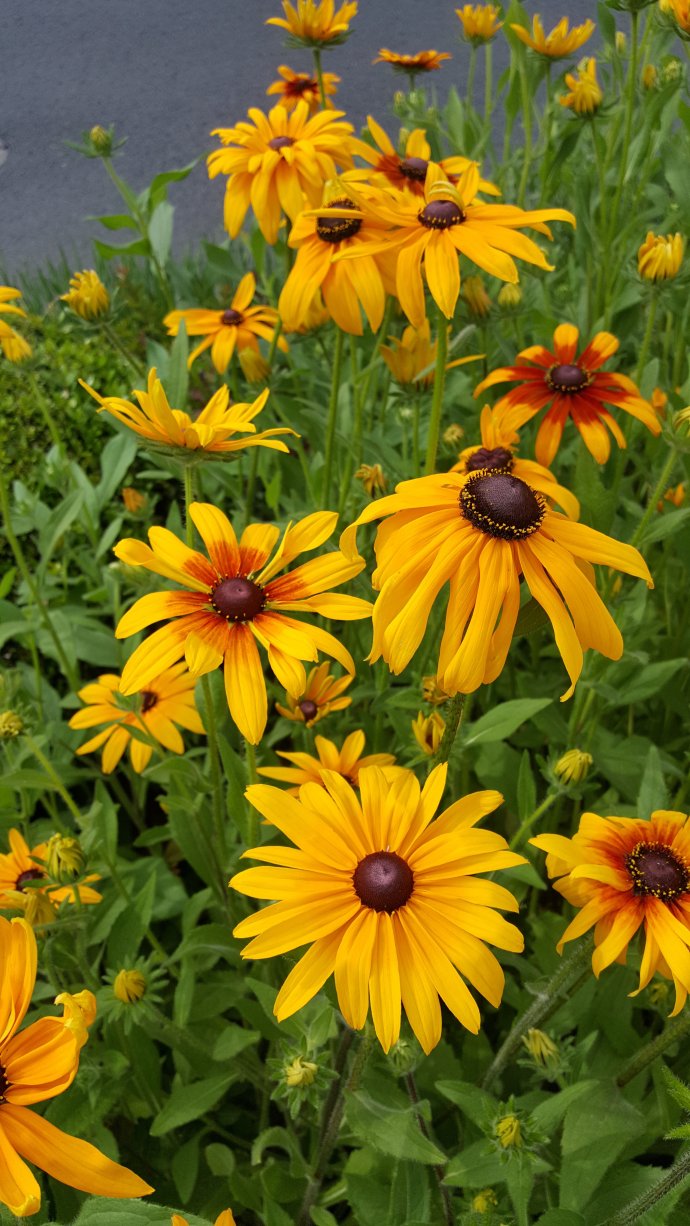 绿化带常见植物名称及图片,100种绿化带或路边常见的花草