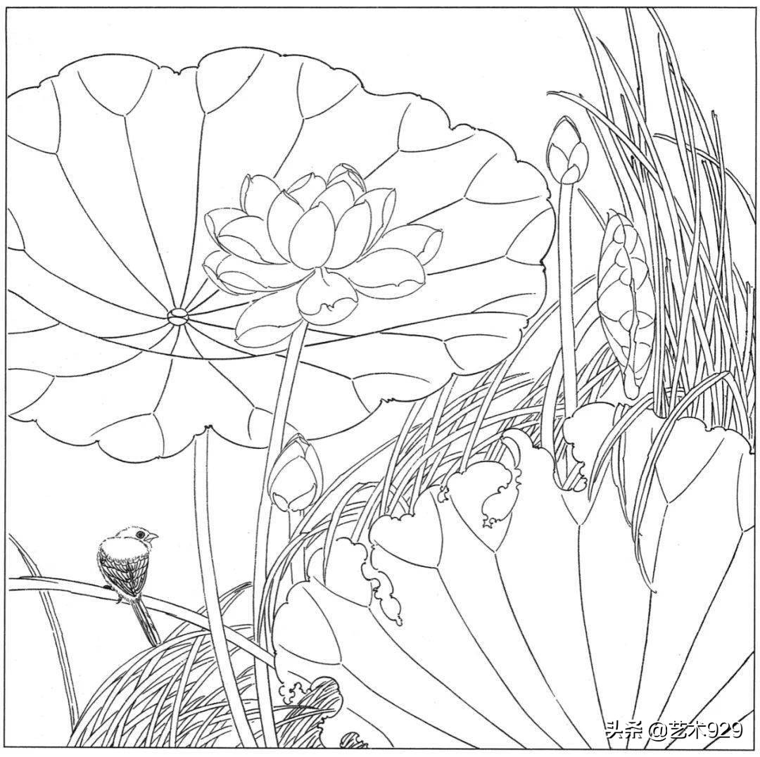 余稚荷花蜻蜓图高清白描底稿,白描荷花勾线方法讲解视频