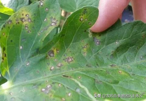 番茄溃疡病怎么办，看看专家怎么说