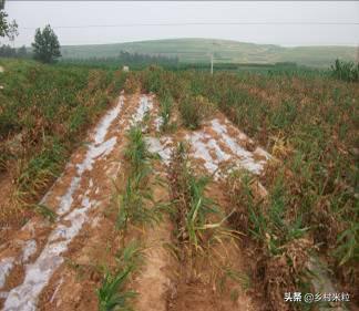 姜的根结线虫怎么杀,姜种带线虫怎么处理