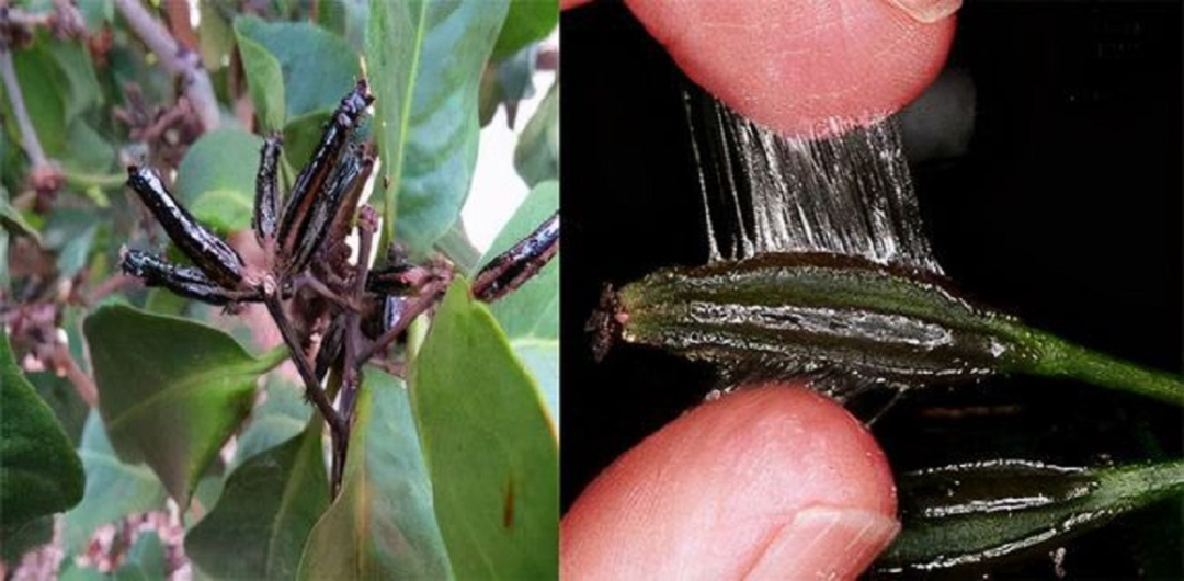 捕鸟树“杀鸟为乐”,忘记传播种子,被进化带偏的物种有多可怕?