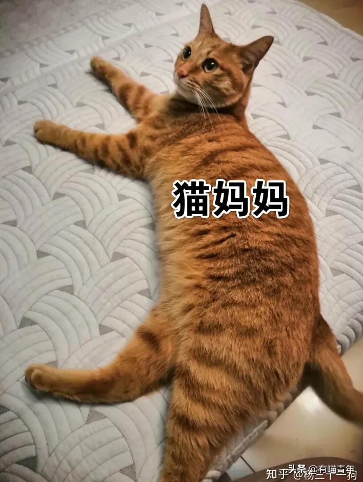 网上买的猫运回来死了,网上买猫三天送到半夜死了