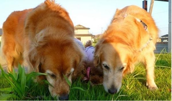 关于狗狗的10个“冷知识”，很多铲屎官都不知道