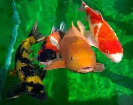 什么冷水观赏鱼最好养又存活率高,新手最好养的冷水观赏鱼