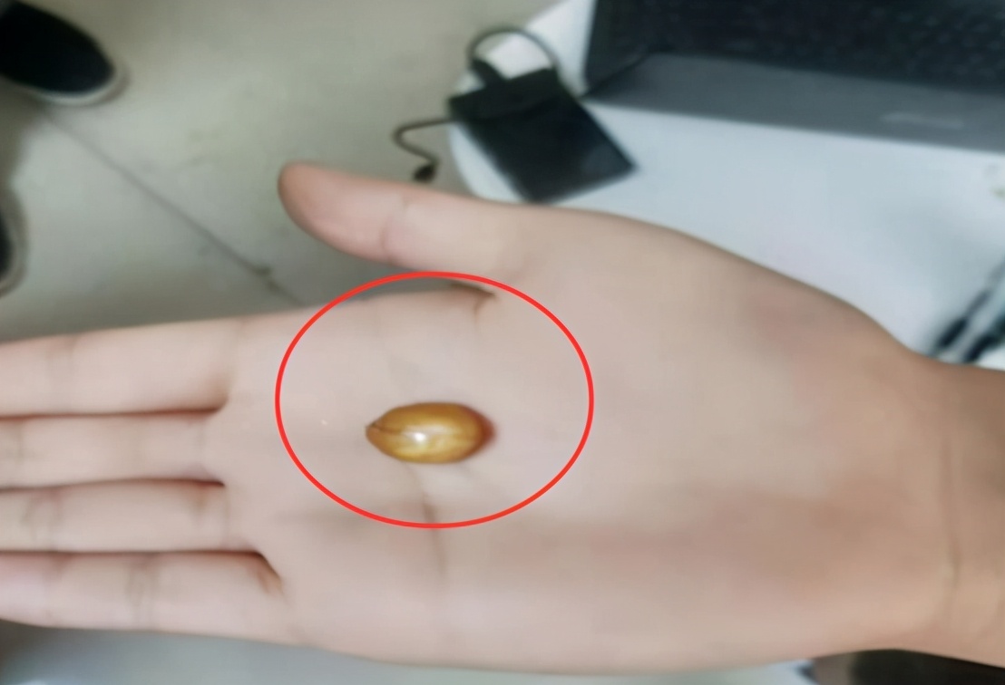 煮熟鸡蛋孵小鸡真的假的,煮熟的鸡蛋也能孵小鸡